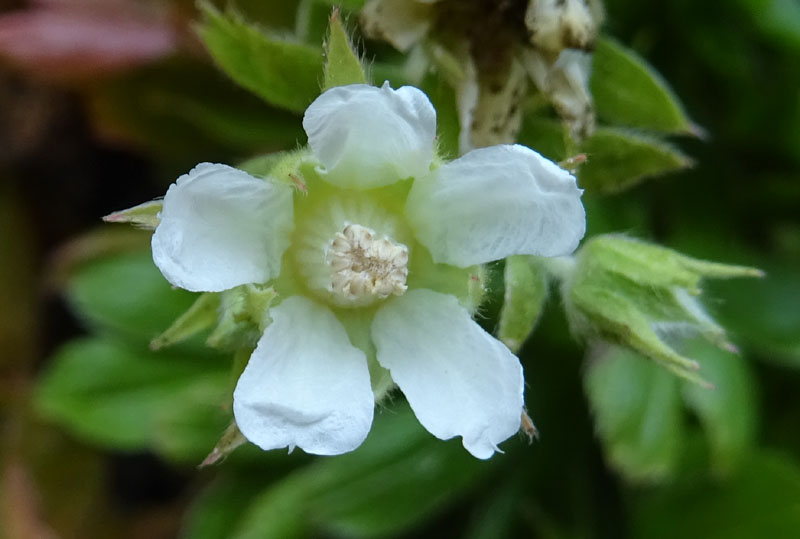 Potentilla caulescens - Rosaceae